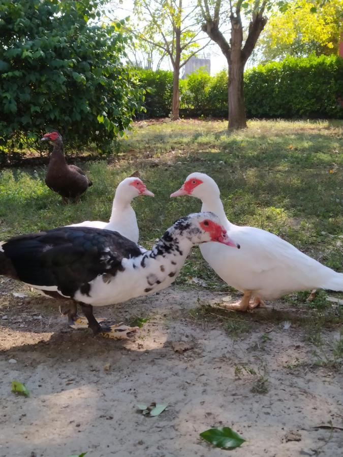 B&B Il Ponticello Gualtieri Kültér fotó